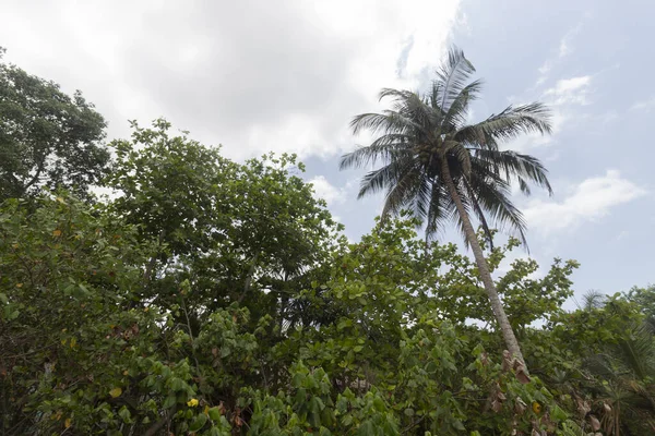 Palomino Kolombiya yeşil bitki örtüsü. Arka planda büyük palmiye ve mavi gökyüzü var.