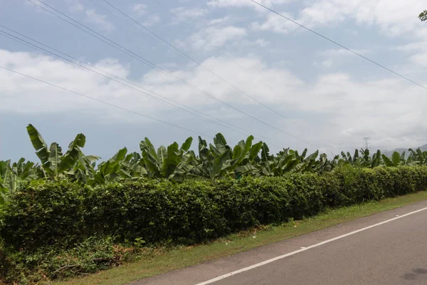 Много Банановых Деревьев Выращиваемых Вблизи Шоссе Санта Марта Колумбии — стоковое фото