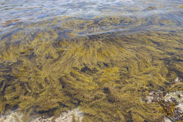 Près Écosystème Algues Marines Dans Mer Des Caraïbes — Photo