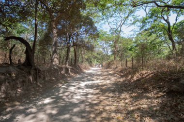 Kolombiya 'nın kırsal kesiminde güneşli bir günde Tayrona Ulusal Parkı' na özgü bitki örtüsü