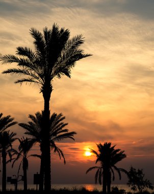 PALM BEKLİSİ