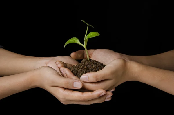 Holding a sapling by women — Stock Photo, Image