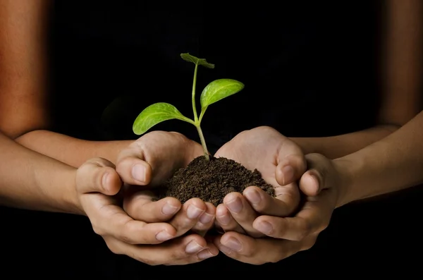 Opslaan van jonge plant Stockfoto