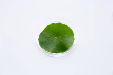 Beyaz arka planda petri kabında taze yeşil centella asiatica yaprağı..