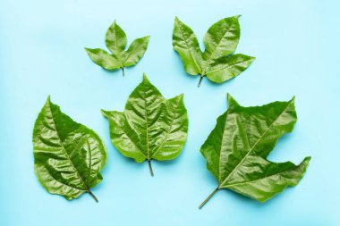 Mavi arka planda tutkulu meyve yaprakları. 