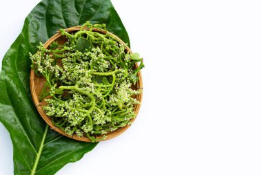 Beyaz arkaplanda Seylan Ispanağı çiçeği.