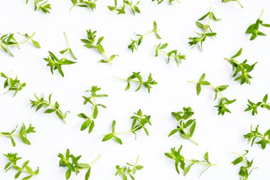 Beyaz arka planda taze çeltik pirinç bitkisi.