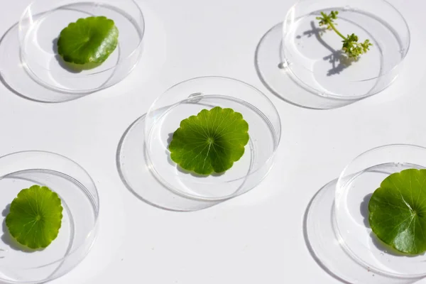 Friss Zöld Centella Asiatica Levelek Petri Csészék Fehér Alapon — Stock Fotó
