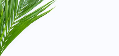 Beyaz arkaplanda tropik palmiye yaprakları.