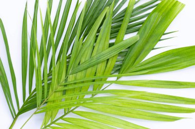 Beyaz arkaplanda tropik palmiye yaprakları.