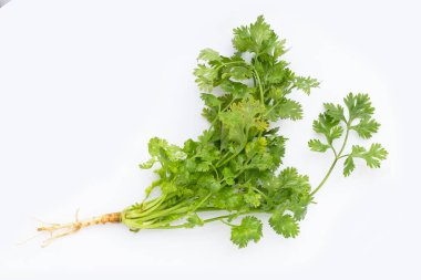 Beyaz arkaplanda taze kişniş.