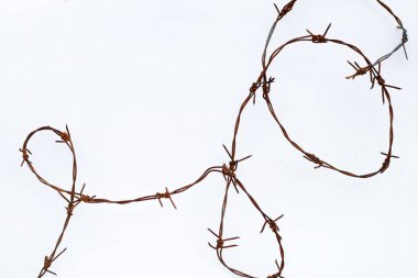 Paslı dikenli tel beyaz arkaplanda izole edildi