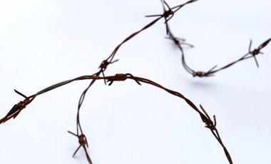 Paslı dikenli tel beyaz arkaplanda izole edildi