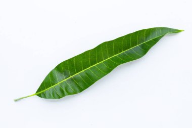 Mango yaprak beyaz zemin üzerine.