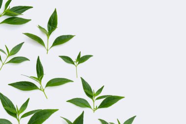 Kariyer ya da andrografide panikleme beyaz petri kabında yeşil yapraklar