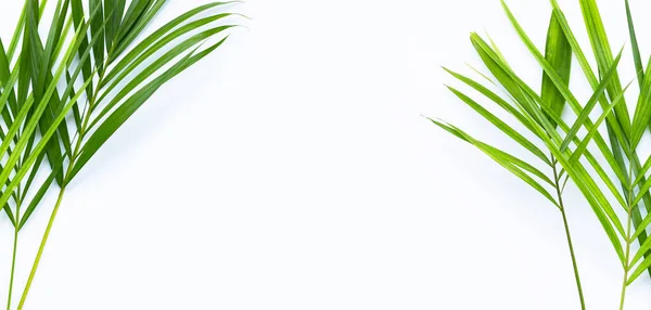 Folhas Palma Tropicais Sobre Fundo Branco — Fotografia de Stock