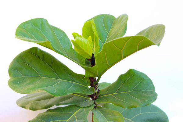 Green leaves of ficus lyrate tree 