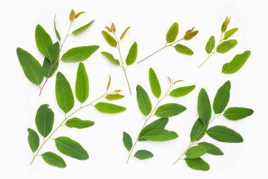 Beyaz arkaplanda okaliptüs yaprakları.