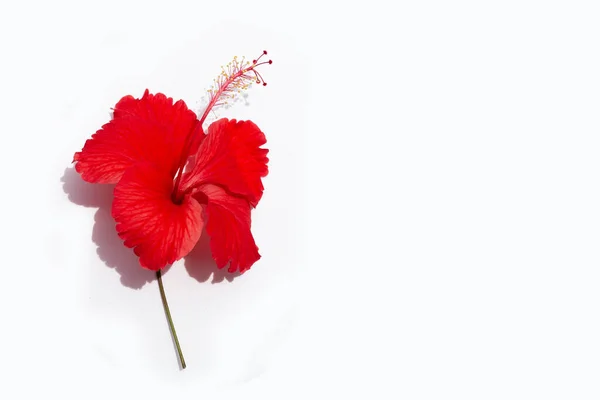 Güzel Kırmızı Amber Çiçeği Bembeyaz Açtı — Stok fotoğraf