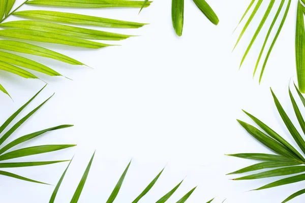 Quadro Feito Folhas Palma Tropical Fundo Branco — Fotografia de Stock