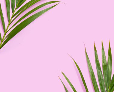 Pembe arka plan üzerinde palmiye ağacının yeşil yaprakları.