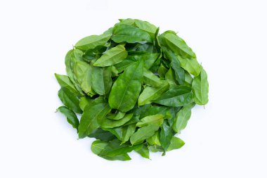 Taze tiacora triandra yeşil yaprakları