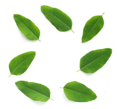 Beyaz arka planda okaliptüs yapraklarından yapılmış çerçeve.