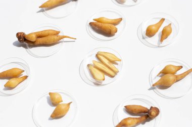 Beyaz arka planda, petri kabında parmak kökü.