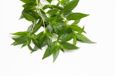 Kariyer ya da Andrographis paniklemiş beyaz arkaplanda yeşil yapraklar.