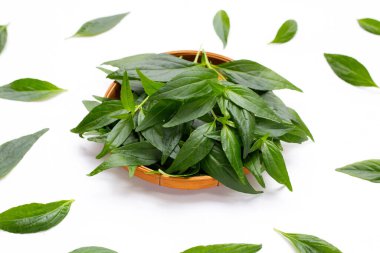 Kariyer ya da Andrographis paniklemiş beyaz arkaplanda yeşil yapraklar.