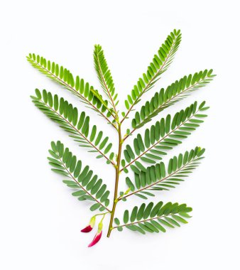 Beyaz arka planda Susbania grandiflora.