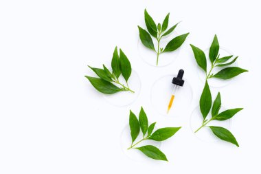 Kariyat ya da andrografideki temel yağ, beyaz petri kabında yeşil yapraklar oluşturur.