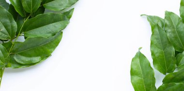 Taze tiacora triandra yeşil yaprakları