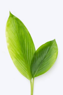 Curcuma Comosa beyaz arkaplanda ayrılıyor.