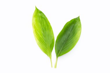 Curcuma Comosa beyaz arkaplanda ayrılıyor.