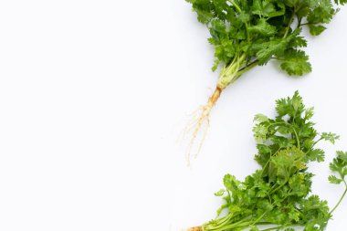 Beyaz arkaplanda taze kişniş.