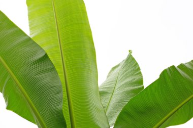 Beyaz arkaplanda muz yaprakları.