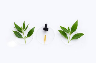 Kariyer ya da andrografide panikleme beyaz petri kabında yeşil yapraklar