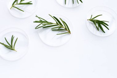 Beyaz arka planda biberiye yaprakları petri kabında.