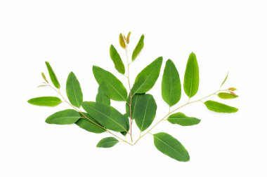 Beyaz arkaplanda okaliptüs yaprakları.