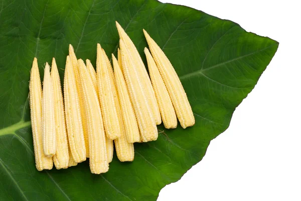 Baby Corn Taro Leaf — Stock Photo, Image