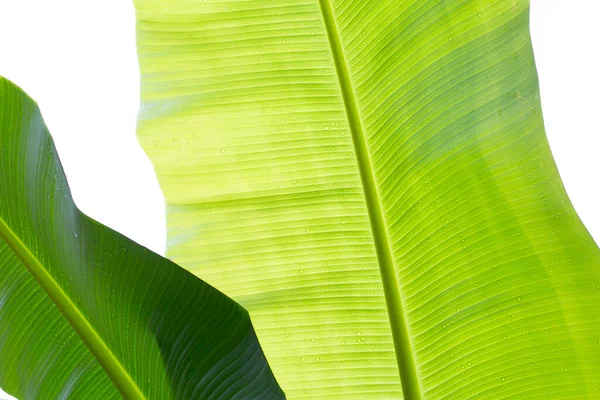 Banánlevél Fehér Alapon Nedves Zöld Levél — Stock Fotó