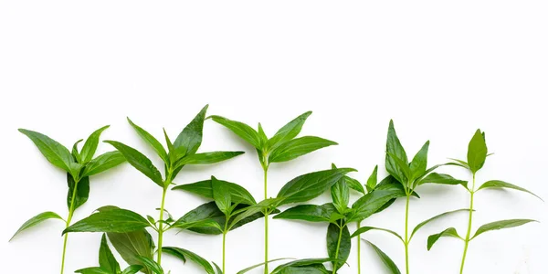 Kariyat Oder Andrographis Paniculata Grüne Blätter Auf Weißem Hintergrund — Stockfoto