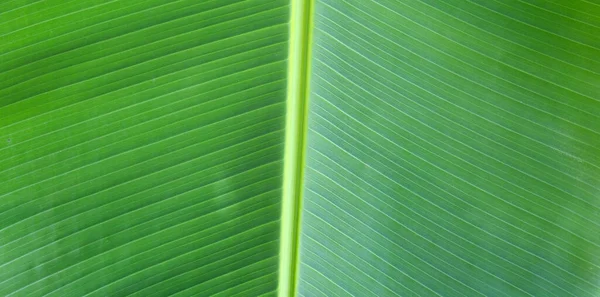 Fresco Banana Verde Foglia Sfondo — Foto Stock
