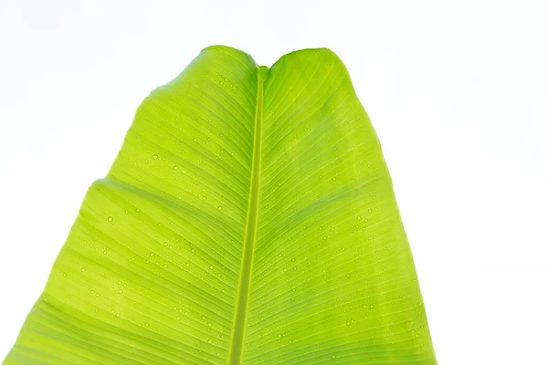 Hojas Plátano Sobre Fondo Blanco — Foto de Stock