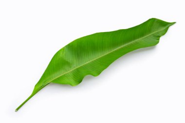 Beyaz arkaplanda Heliconia yaprağı.  