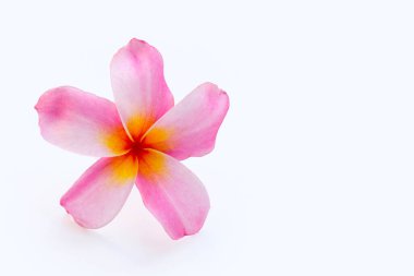 Beyaz arkaplanda Plumeria çiçeği.