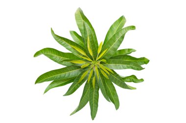 Beyaz arkaplanda mango yapraklarının üst görünümü.