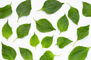 Beyaz arkaplanda ağaç fesleğeni yaprakları (Ocimum gratissimum).