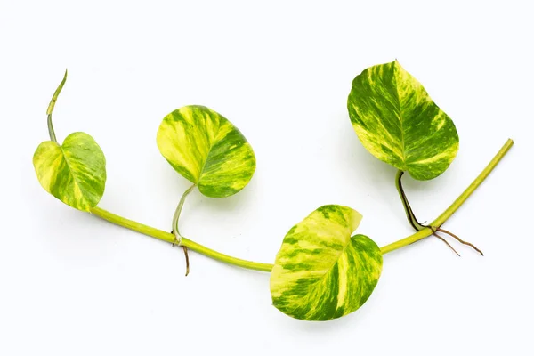 Pothos Doré Feuilles Lierre Diable Sur Fond Blanc — Photo